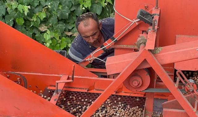 Düzce’de zorlu fındık hasadında patoz başladı