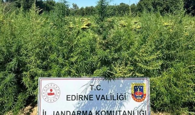 Edirne’de 49 bin 500 kök kenevire imha