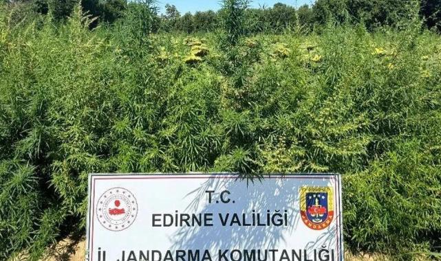 Edirne’de binlerce kök kenevir el konuldu