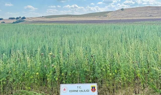 Edirne’de binlerce kök kenevir ele geçirildi