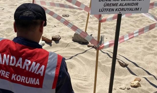 Edirne’de kaplumbağalara Jandarma’dan özel koruma