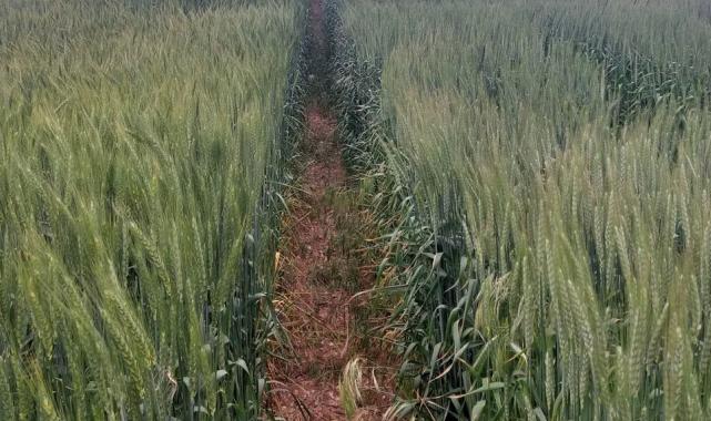 ETi yeni tohum çeşitlerini tescil ettirecek