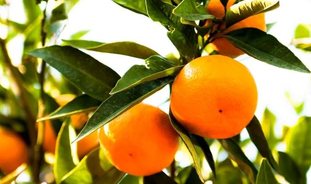 İhracatçı istedi, TARSİM arttırdı!