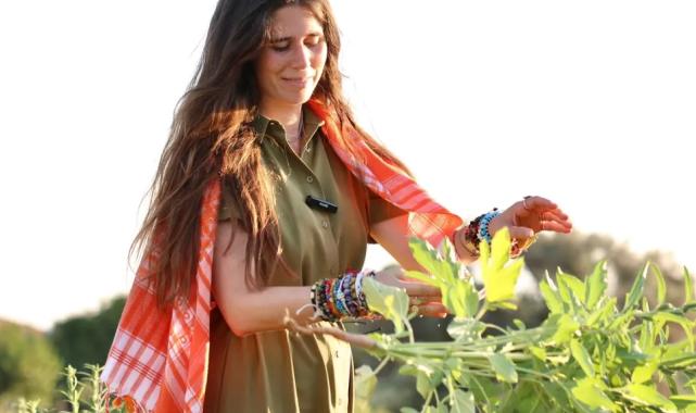 İzmir Çeşme’de ata tohumu susamda ilk hasat