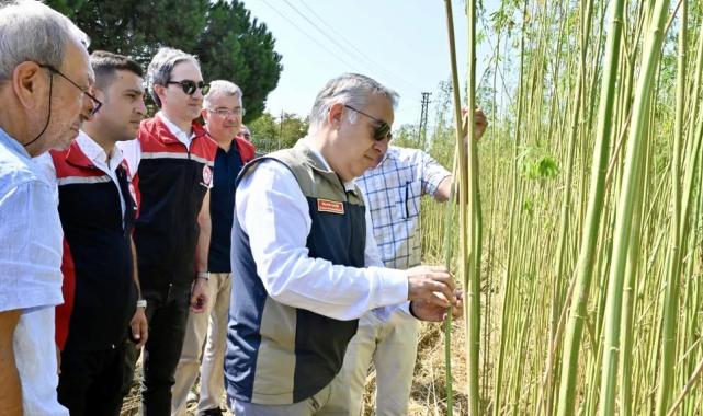 İzmir’de izinli yetiştirilen kenevire ilk hasat