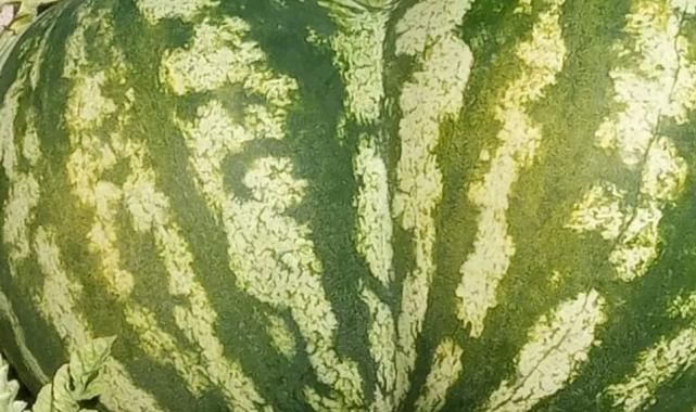 Kalp şeklindeki karpuz şaşkınlık yarattı