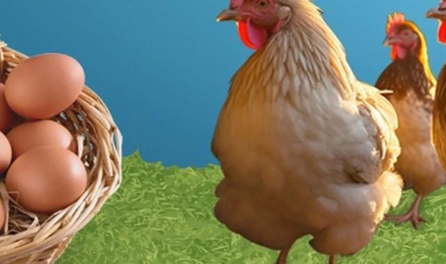 Kayseri’de Serbest Sistem Yumurta Tavukçuluğu Projesi’ne müracaatlar başladı