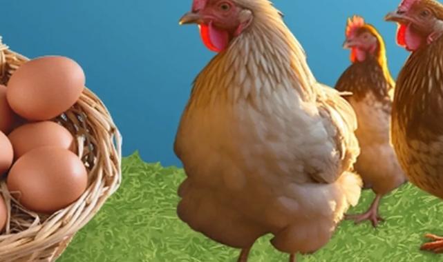 Kayseri’de ‘Tavuklar Bizden Üretim Sizden’ kampanyası