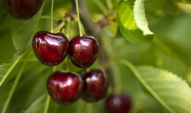 Kiraz ihracatı 209 milyon dolara ulaştı