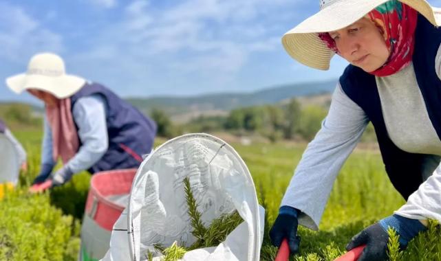 Kocaeli’de biberiye hasadı başladı