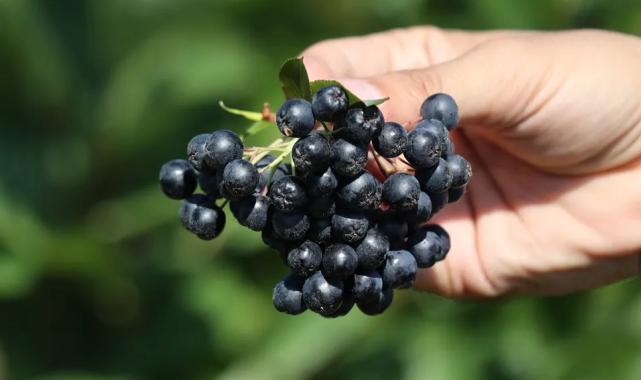 Konya ‘süper meyve’yi yaygınlaştırıyor