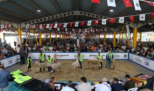 Küçükbaş Hayvancılık Festivali için geri sayım başladı