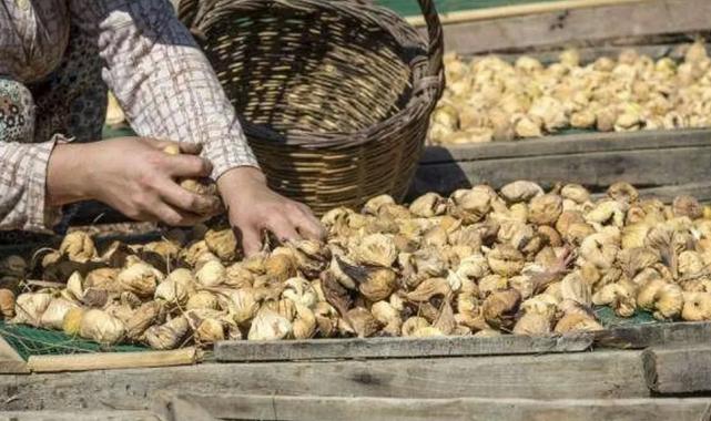 Kuru incir uzak pazarlara yelken açtı… İlk gemi 25 Eylül’de