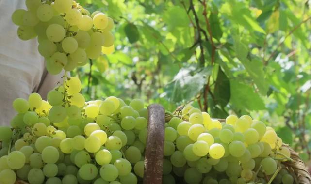 Lezzetiyle meşhur üzümlerin hasadına başlandı