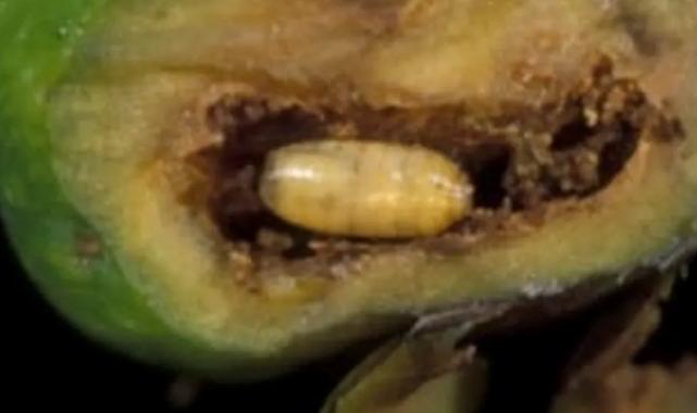 Mudanyalı zeytin üreticilerine ‘takoz’ uyarısı!