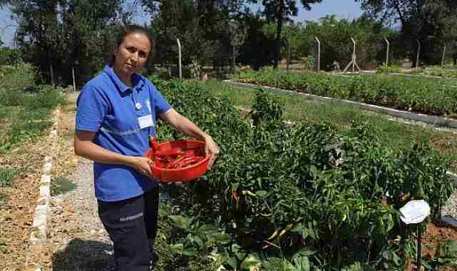 Muğla Büyükşehir 2025 Yerel Tohum Dağıtımı Hazırlıklarına Başladı