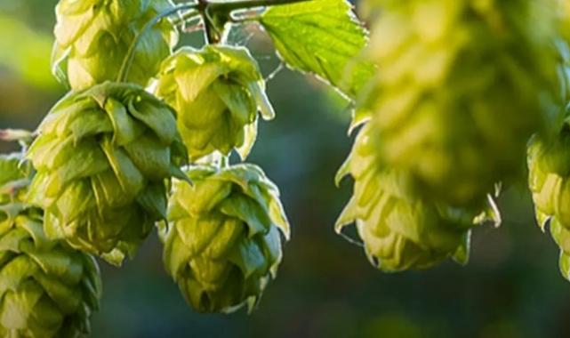 ‘Pazaryeri Şebetçi Otu’ AB tescili yolunda