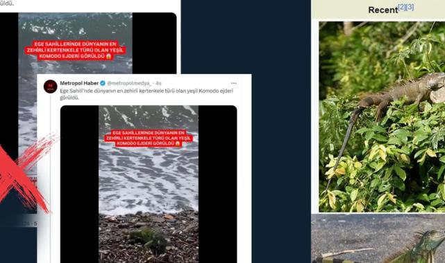 ‘Yeşil Komodo Ejderi’ iddiası dezenformasyon!