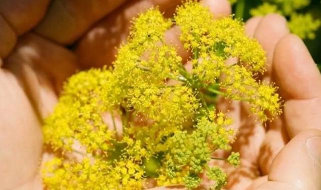 Bitki çeşitleri kayıt altına alınacak