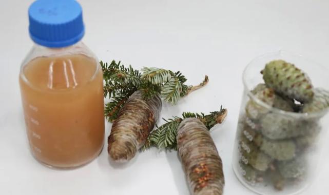 BTÜ’lü akademisyenler kozalak şuruplarının içeriğini araştıracak 