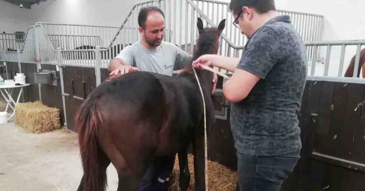 Bursa’da yeni doğan tayların tescili sürüyor