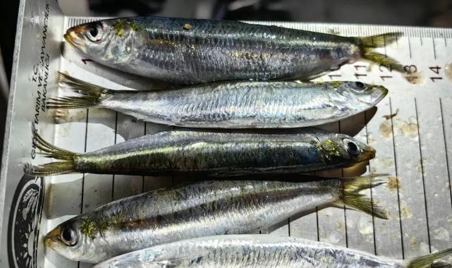 Bursa’da balık hali denetimleri sürüyor