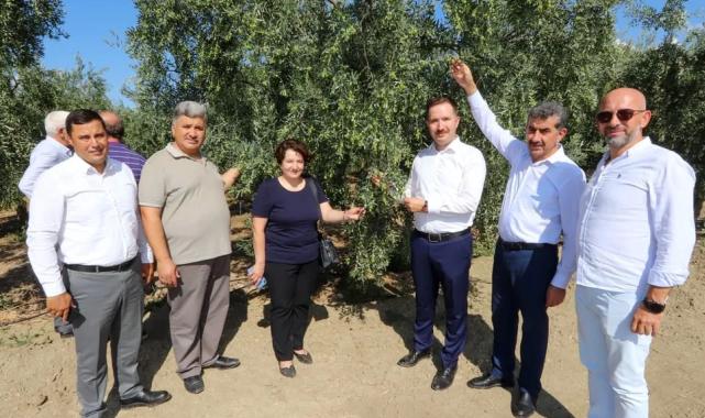 Bursa’da zeytin rekoltesinde yüksek verim bekleniyor