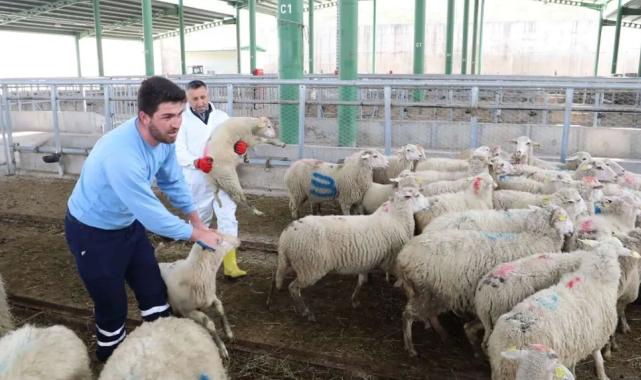 Büyükbaş azaldı, küçükbaş arttı