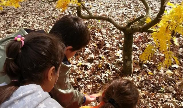 ÇEKÜL Bilgi Ağacı’na başvurular başladı