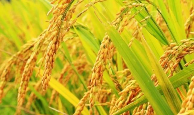 Çeltik alım fiyatları açıklandı