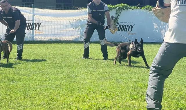 Hangi köpek ırklarından patlayıcı madde uzmanı çıkıyor?