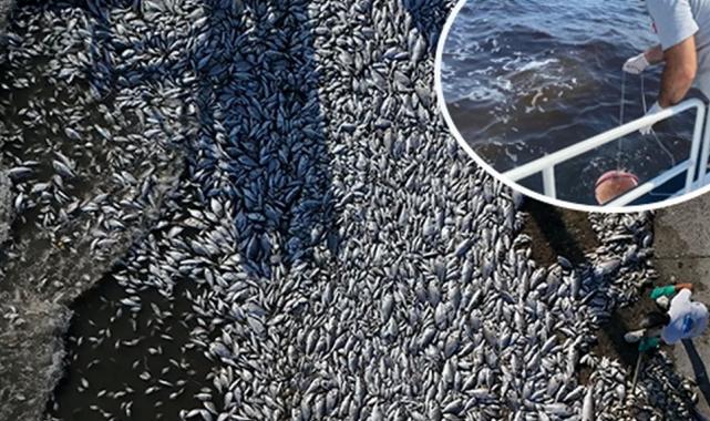 Kirli suları İzmir Körfezi’ne deşarj etmişler! Balık ölümleri sürüyor!