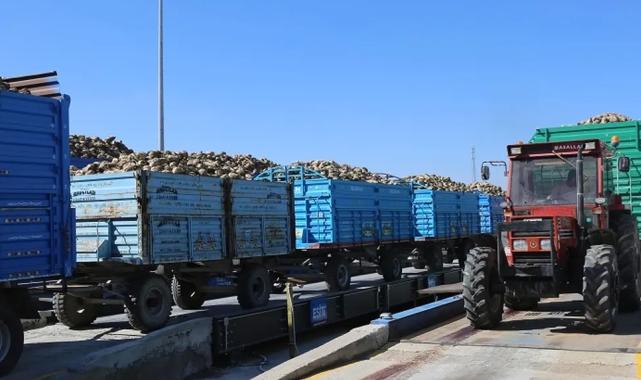 Konya’da pancar alımları başladı… Bu yıl verim iyi!