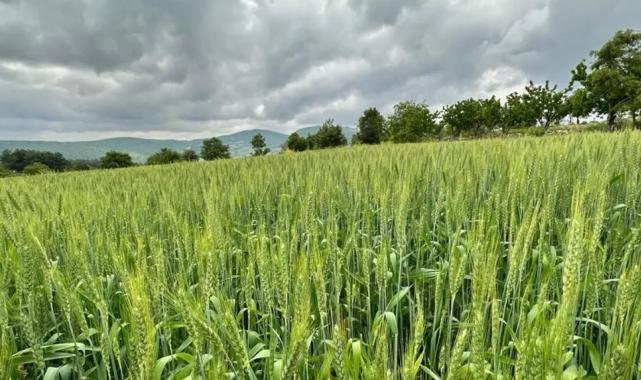 Manisa’dan hayvan üreticilerine yem bitkisi tohumu desteği