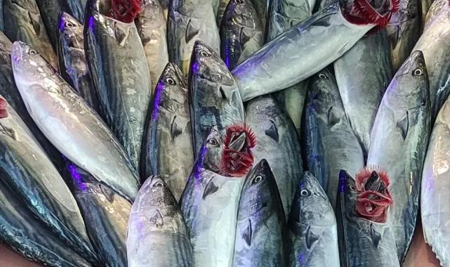 Mudanya’daki balıkçı tezgahları palamutla doldu