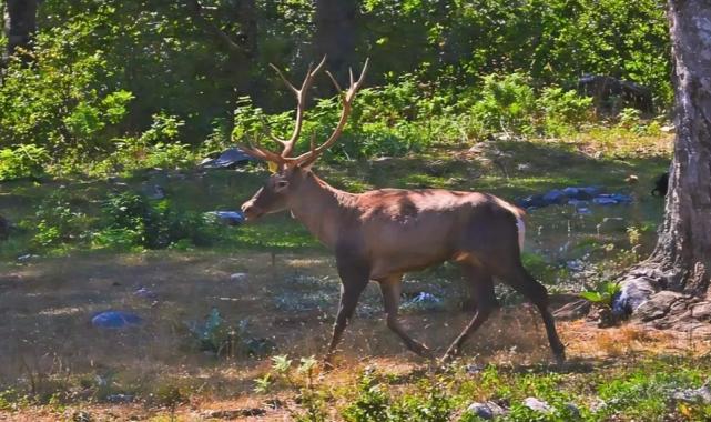 Ormanya’da üretilen Kızıl Geyikler doğaya salınacak