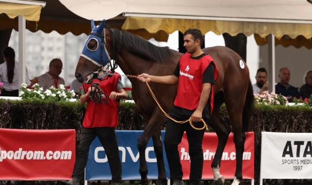 Safkan İngiliz taylar yeni sahiplerine kavuştu