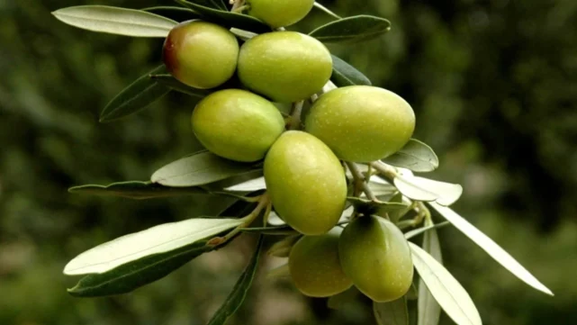 Zeytinde rekolte beyanı başlıyor… Beyan vermeyenden ürün alınmayacak!
