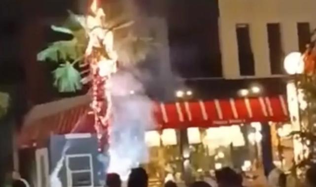 Sönmeyen izmarit palmiyeyi küle çevirdi