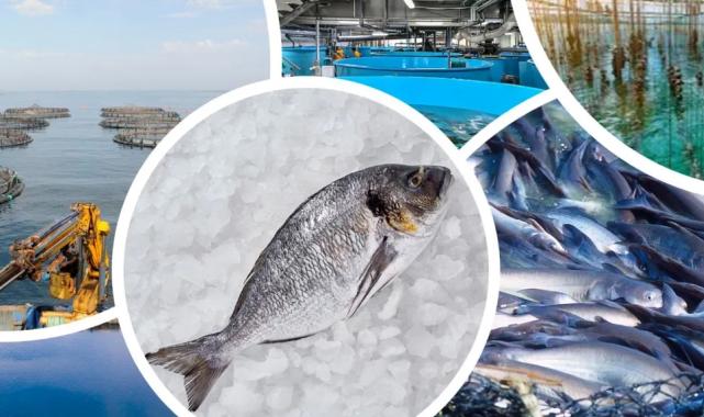 Su ürünleri yetiştiriciliği desteklenecek… Verilecek ödemeler belli oldu