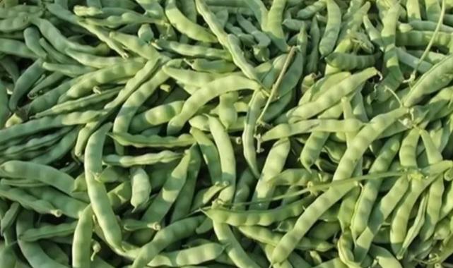 Taze fasulye 130 lirayı buldu
