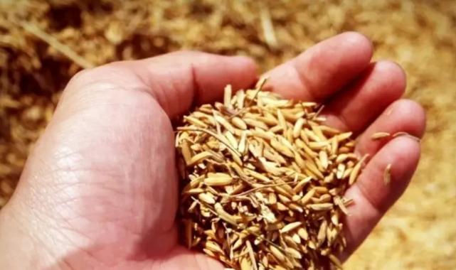 Ürünlerin çürütüldüğü iddialarına TMO’dan yanıt