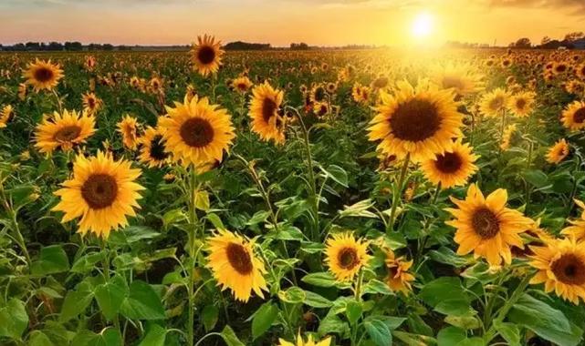 Yağlık ayçiçeği tohumu ithalatındaki kontenjanın dağıtım yöntemi belirlendi