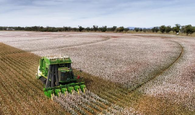 AB’nin tescillediği ‘Söke Pamuğu’nun başarına özel kutlama