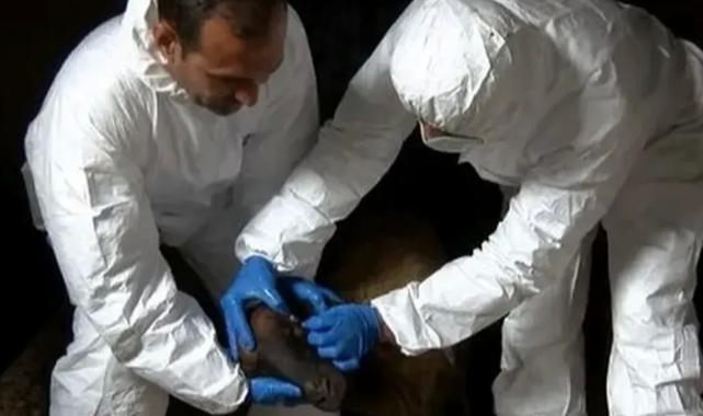 Adana’da ortaya çıkan mavi dil hastalığı bulaşıcı mı?