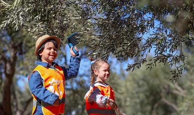 Aliağalı Minik Öğrenciler Şakran’da Zeytin Hasadı Yaptı
