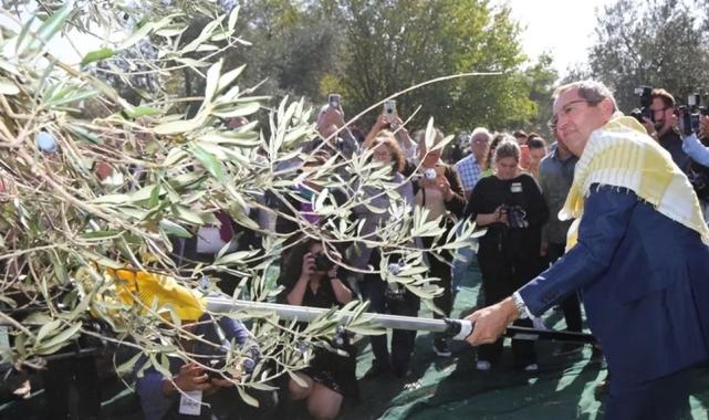 Ayvalık’ta 19. Zeytin Hasat ve Turizm Festivali heyecanı