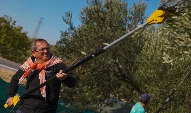 Ayvalık’ta belediye zeytinliklerinde ilk hasat