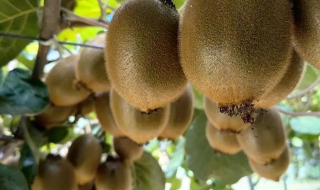 Bursa İznik’te kivi hasadı başladı