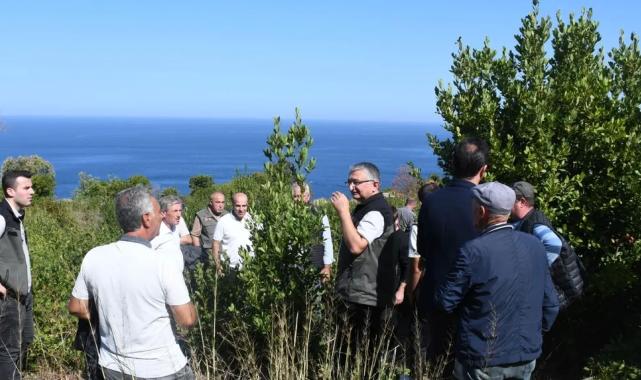 Bursa Orman, Mudanya kırsalında defne sahalarını iyileştirecek